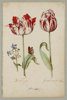 T 083b
<br/>
Twee tulpen
<br/>
<em>Marrel, Jacob (1614-1681)</em>